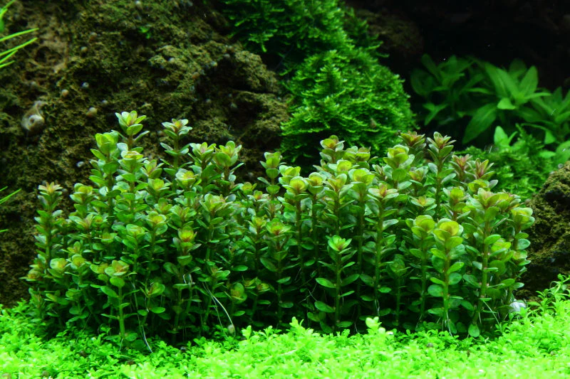 Tropica Rotala Bonsai 1-2-GROW - Image 4