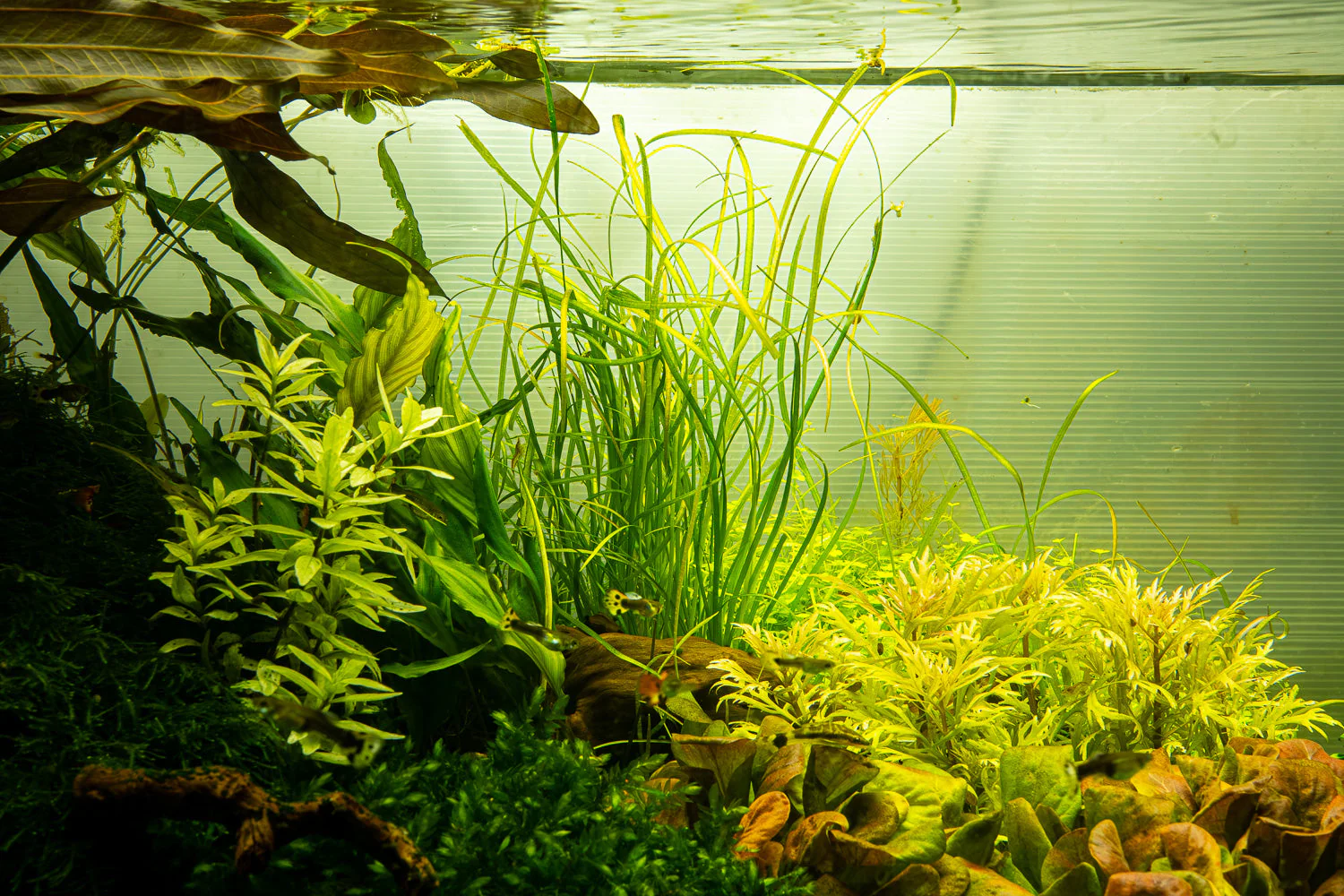 Tropica Sagittaria subulata Needle Leaf 1-2-GROW - Image 4