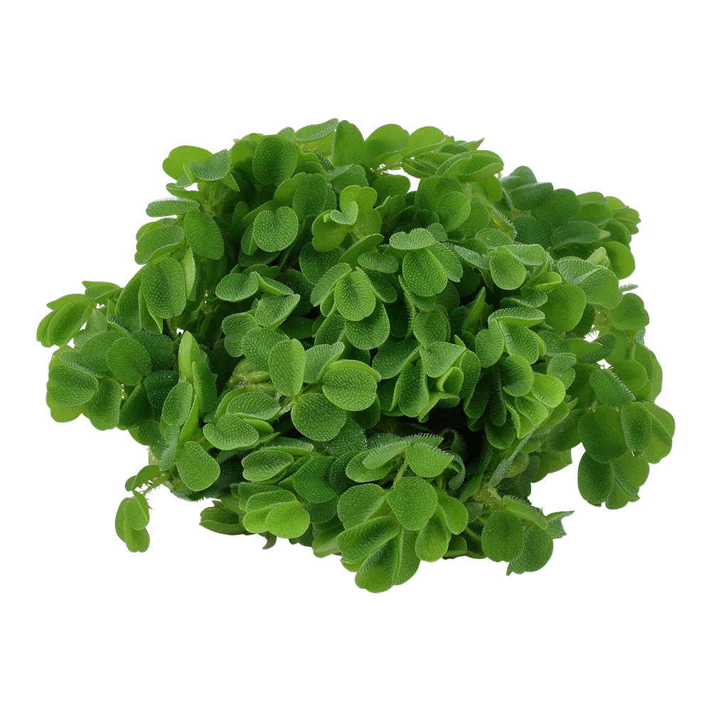 Tropica Salvinia minima 1-2-GROW - Image 3