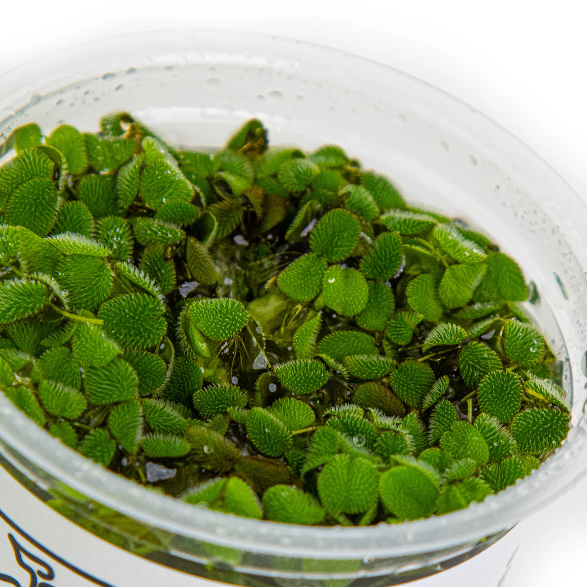 Tropica Salvinia minima 1-2-GROW - Image 4