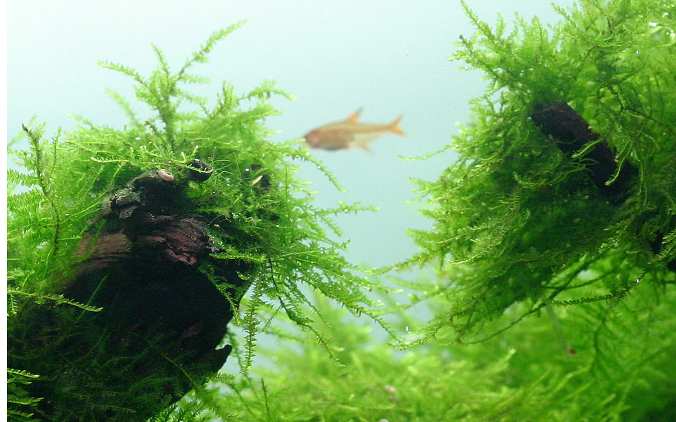 Tropica Taxiphyllum barbieri Java Moss PORTION - Image 3