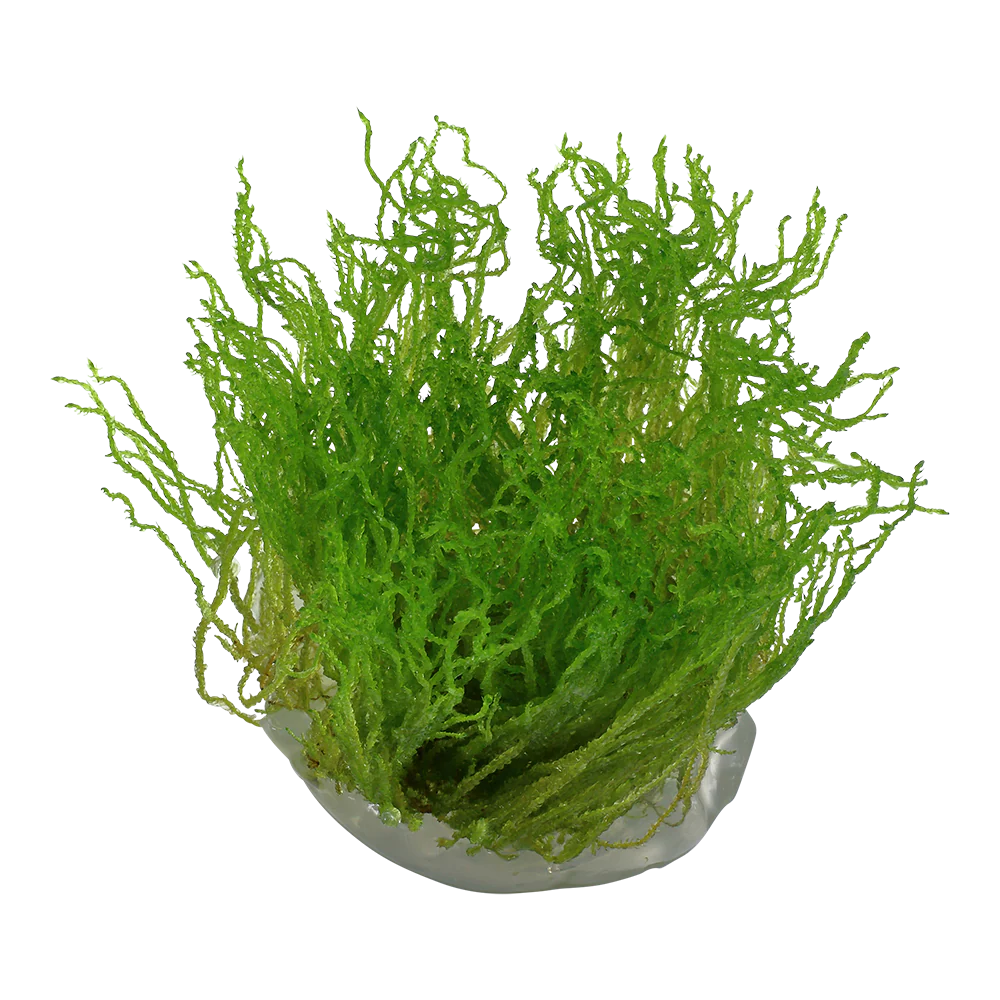 Tropica Taxiphyllum Flame Moss 1-2-GROW - Image 3