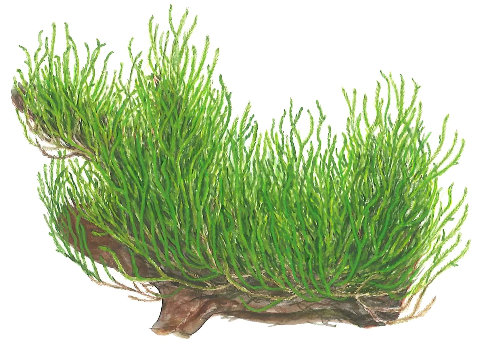Tropica Taxiphyllum Flame Moss 1-2-GROW - Image 4