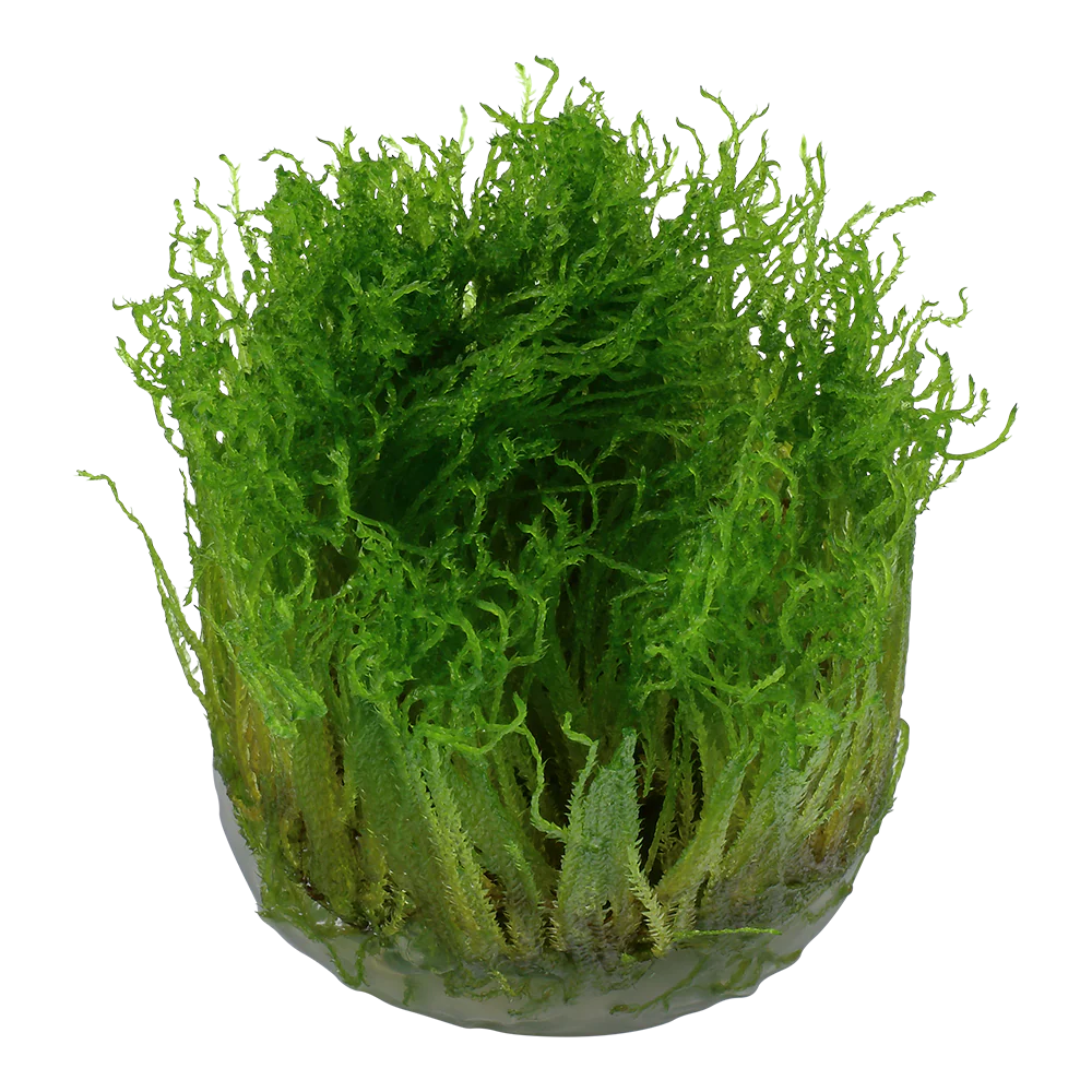 Tropica Taxiphyllum Spiky Moss 1-2-GROW - Image 4