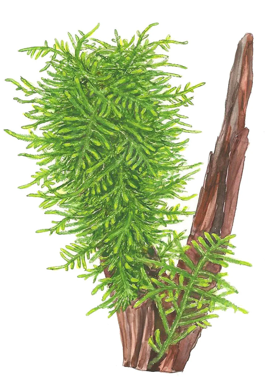 Tropica Taxiphyllum Spiky Moss 1-2-GROW - Image 5