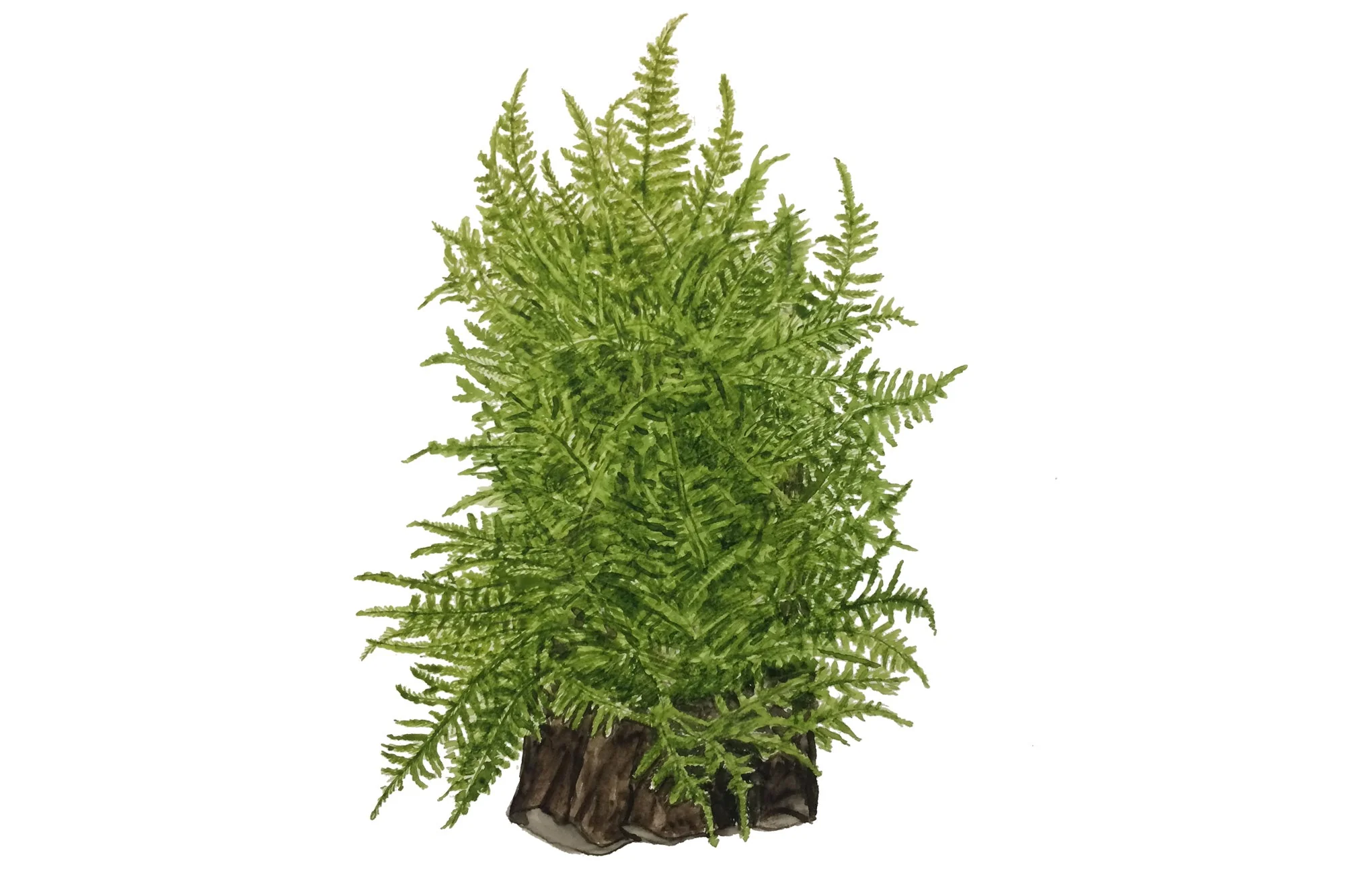 Tropica Taxiphyllum Taiwan Moss 1-2-GROW - Image 4