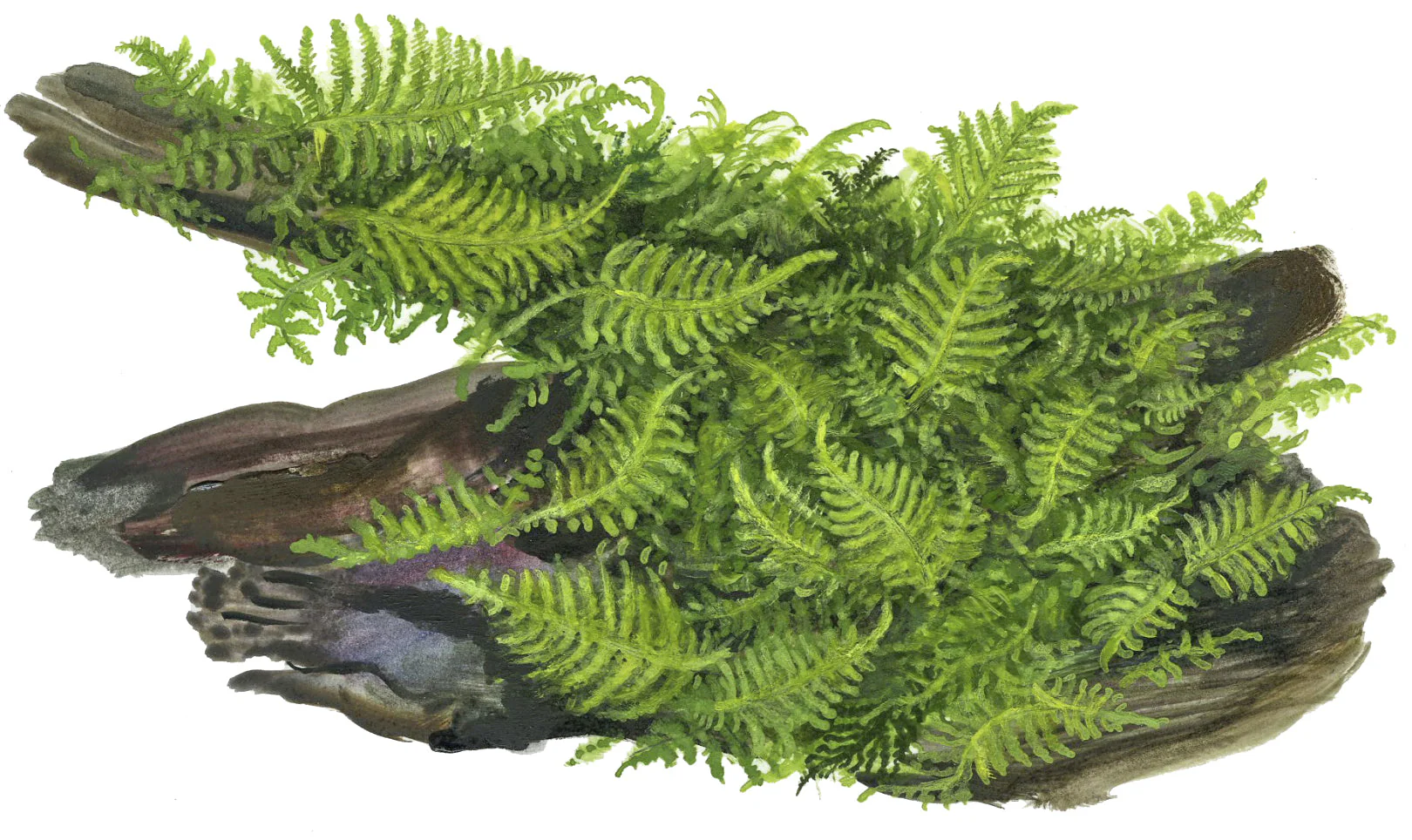 Tropica Vesicularia montagnei Christmas Moss 1-2-GROW - Image 5