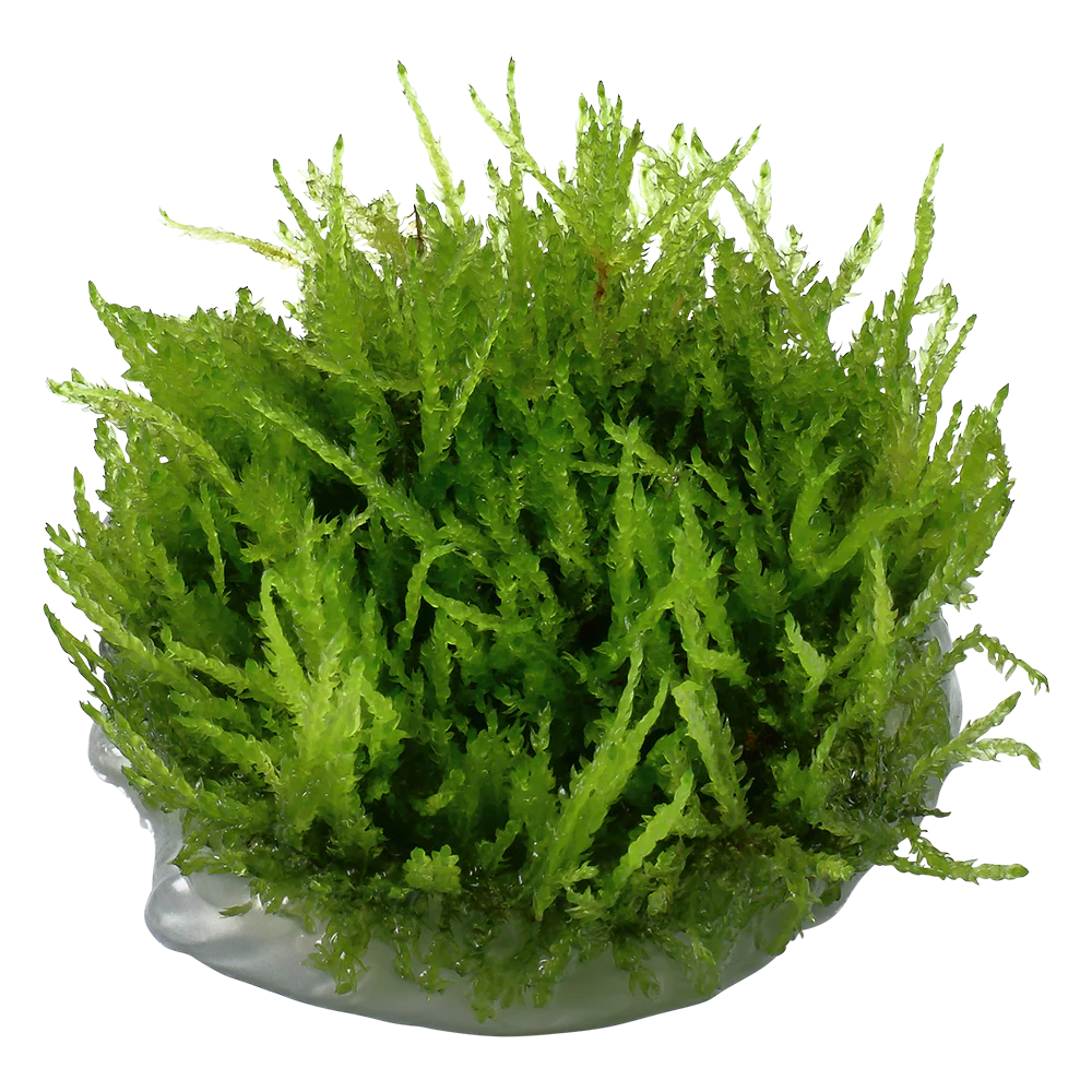 Tropica Vesicularia ferriei Weeping Moss 1-2-GROW - Image 3