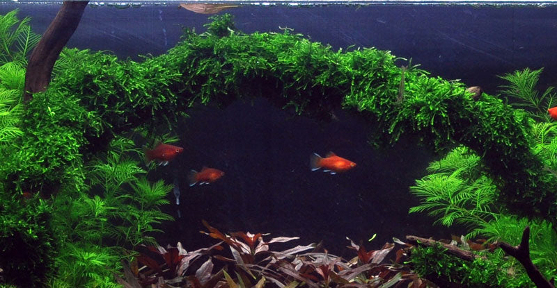 Tropica Vesicularia ferriei Weeping Moss 1-2-GROW - Image 4