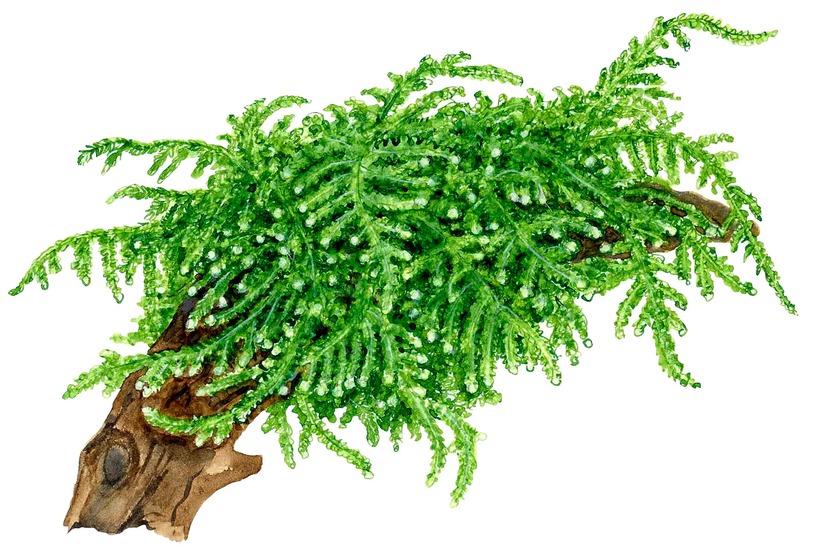 Tropica Vesicularia ferriei Weeping Moss 1-2-GROW - Image 5