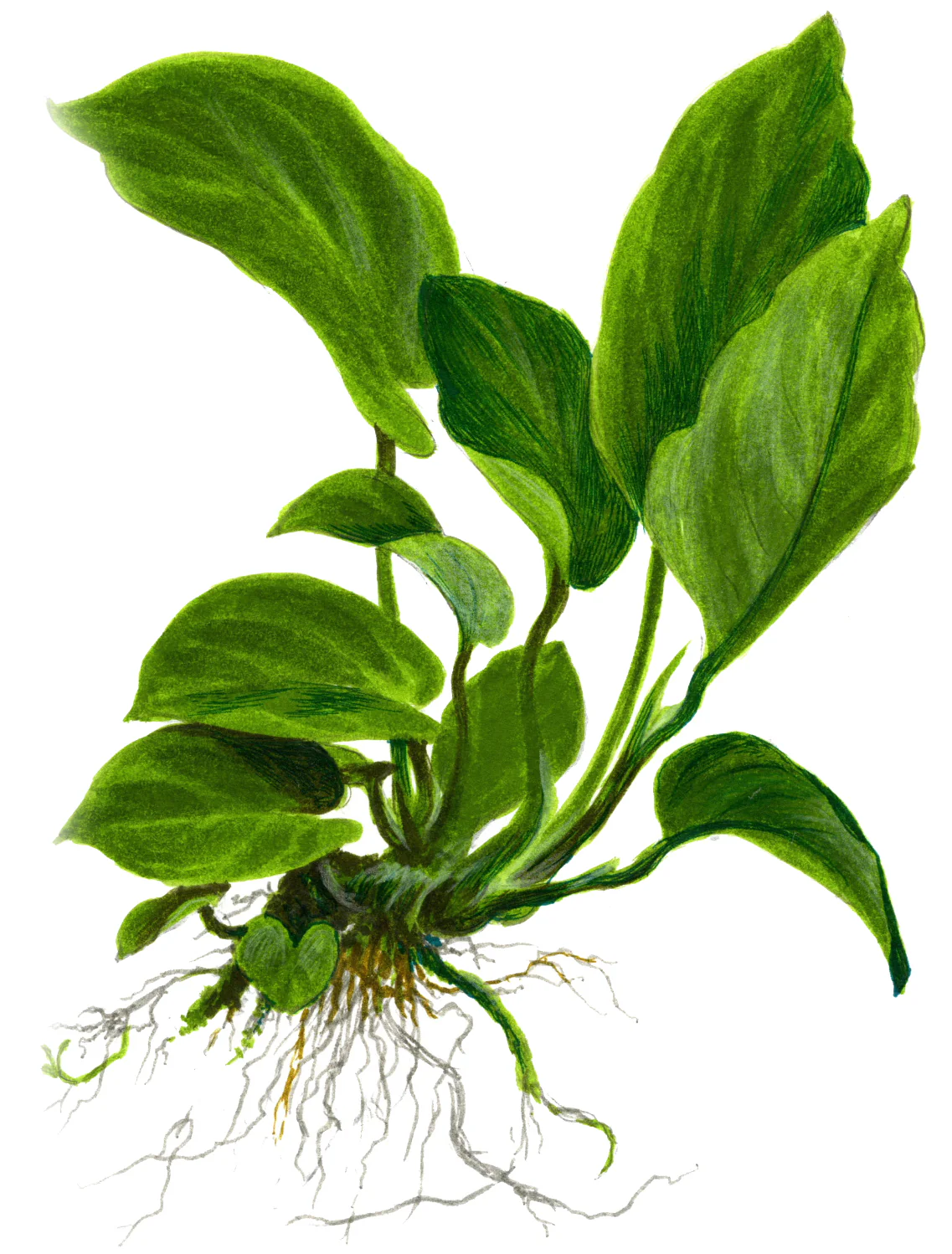 XL Anubias barteri caladifolia Tropica - Image 4