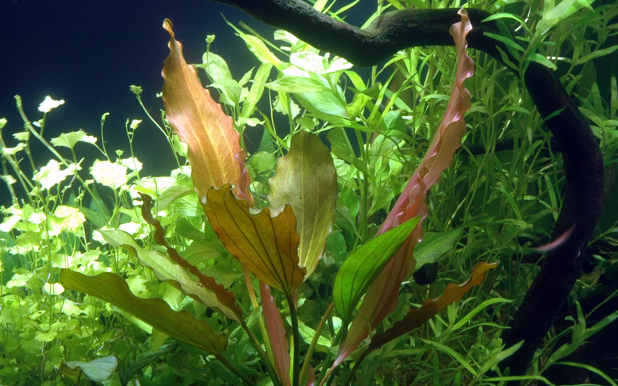 XL Echinodorus Rosee Tropica - Image 3