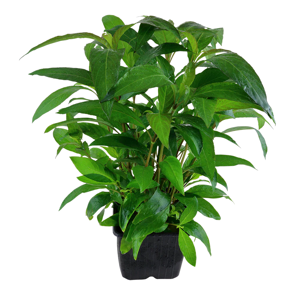 XL Hygrophila corymbosa Stricta Tropica - Image 3
